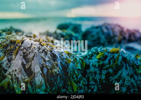 Algen mit frischer grüner Farbe, die von den Wellen am Strand gewaschen werden. Stockfoto