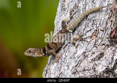 Merrem's Madagaskar-Mauersegler (Opurus cyclurus) aus Palmarium, Ost-Madagaskar. Stockfoto