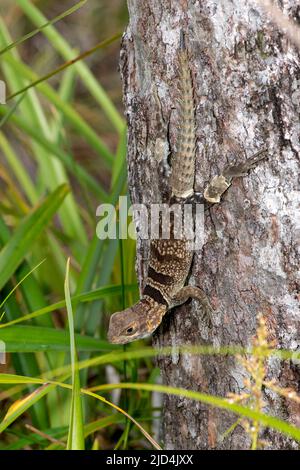 Merrem's Madagaskar-Mauersegler (Opurus cyclurus) aus Palmarium, Ost-Madagaskar. Stockfoto