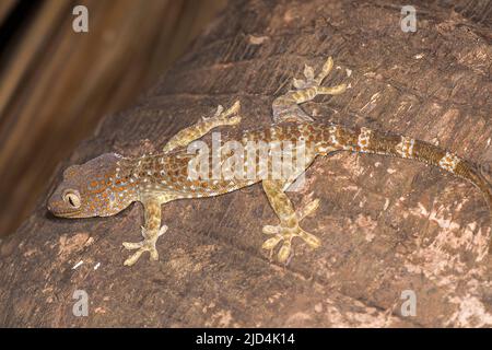 Tokay Gecko (Gekko Gecko) von Komodo Island, Indonesien. Stockfoto
