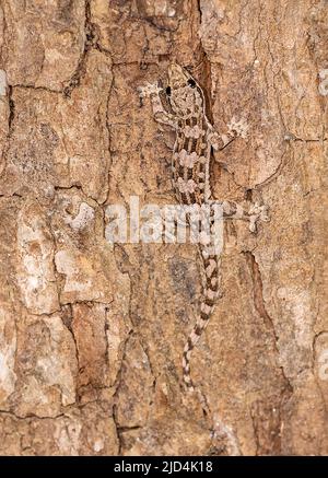 Bent-toed Gecko (Cyrtodactylus sp.) von Komodo Island, Indonesien. Stockfoto