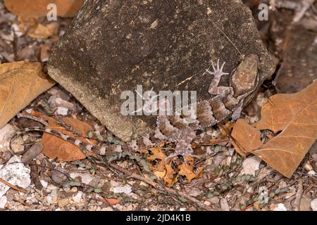 Bent-toed Gecko (Cyrtodactylus sp.) von Komodo Island, Indonesien. Stockfoto