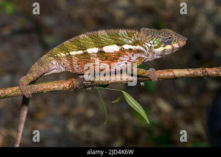 Panther-Chamäleon (Furcifer pardalis) aus Palmarium, Ost-Madagaskar. Stockfoto