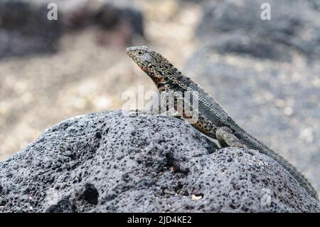 Galapagos Lava Lizard (Microlophus delanonis) von Punta Espinoza, Fernandina, Galapagos. Stockfoto