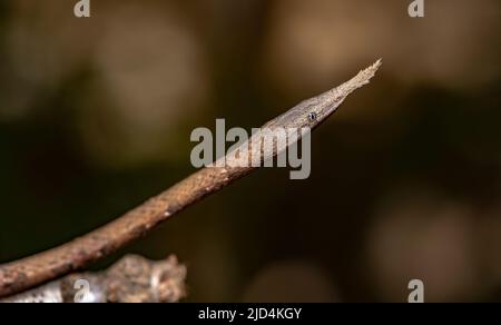 Madagassische Blattschlange (Langaha madagascariensis, weiblich), endemisch auf Madagaskar. (Kontrollierte Bedingungen) Stockfoto