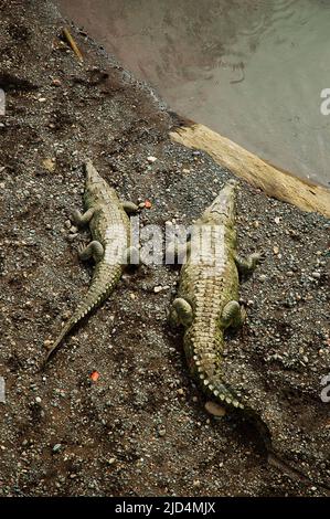 Große Krokodile (Crocodylus acutus), Río Tárcoles, Costa Rica Stockfoto