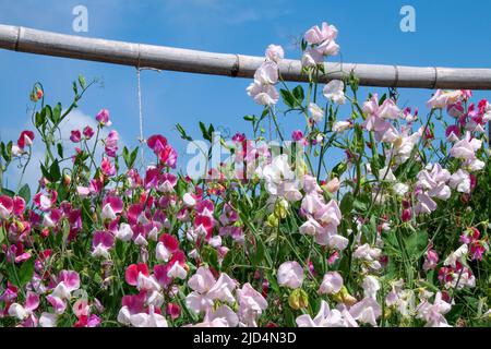 Sydney Australien, Spaliere aus rosa lila und weiß blühenden süßen Erbsen Stockfoto