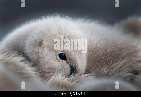 Flauschiges Cygnet ruht im Regen Stockfoto