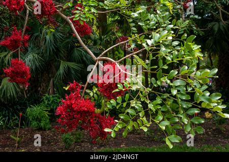 Sydney Australien, rot blühender schotia brachypetala oder weinender Boerboon-Baum, der im südlichen afrika beheimatet ist Stockfoto