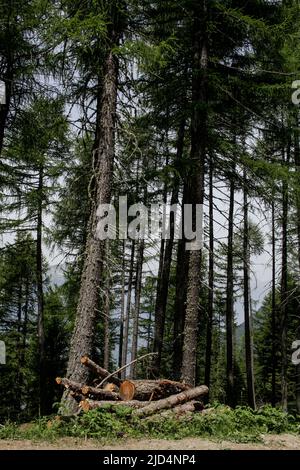 Gran Bosco di Salbertrand in Susa Valley (Turin, Piemont, Italien) Stockfoto