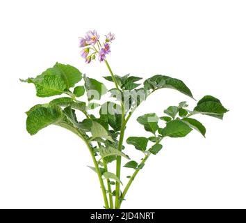 Kartoffelstrauch mit rosa Blüten isoliert auf weißem Hintergrund. Blühender Kartoffelstrauch. Beschneidungspfad Stockfoto