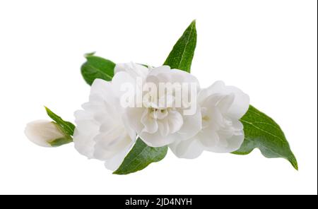 Jasminblüte, isoliert auf weißem Hintergrund. Weiße terry Jasminblüten Stockfoto
