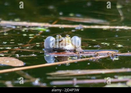 Poolfrosch (Pelophylax lessonae), der mit aufblasbaren Gesangsbriefen ruft, Bramshill Plantation Pond, Hampshire, England, Großbritannien Stockfoto