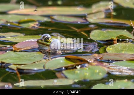 Poolfrosch (Pelophylax lessonae), der mit aufblasbaren Gesangsbriefen ruft, Bramshill Plantation Pond, Hampshire, England, Großbritannien Stockfoto