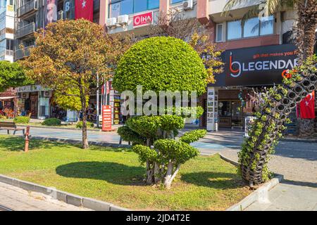 18. Mai 2022, Antalya, Turkiye: Baumkrönung als urbane Dekoration auf der Stadtstraße Stockfoto