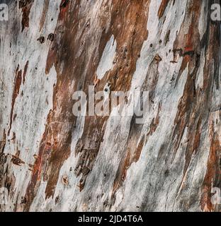 Nahaufnahme der Platanenbaumrinde. Hintergrund und Textur Stockfoto