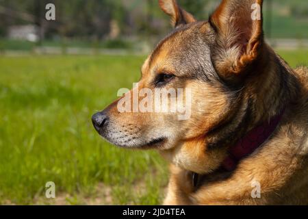 Netter Mischlingshund in einem Hausgarten oder Hinterhof. Stockfoto