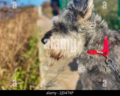 Zwergschnauzer Hund Stockfoto