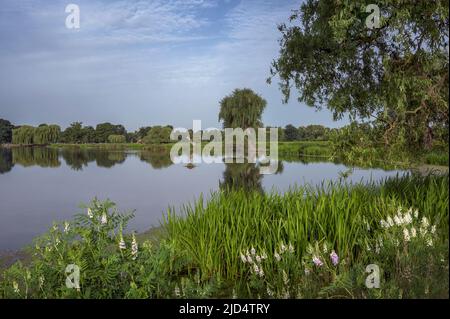 Spaziergang im Sommer um den Buschy Park in der Nähe von London England Stockfoto