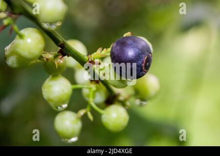 Eine reife, indigofarbene Blaubeere, mit kleinen unreifen, grünen Beeren im Hintergrund, die alle noch auf der Pflanze im Obstgarten liegen Stockfoto