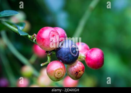 Eine einzelne reife Indigo-farbige Blaubeere, umgeben von einer Gruppe rosafarbener unreifer Beeren, die noch auf der Pflanze sind Stockfoto