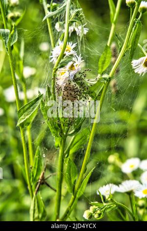 Die Makroaufnahme von winzigen Spiderlingen der Baumschule Netzspinne Pisaura mirabilis im Nest mit jungen Spinnen auf einer grünen Pflanze im Sommer. Stockfoto