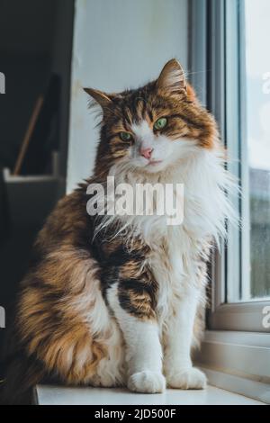 Katze ruht auf dem Fenster. Stockfoto