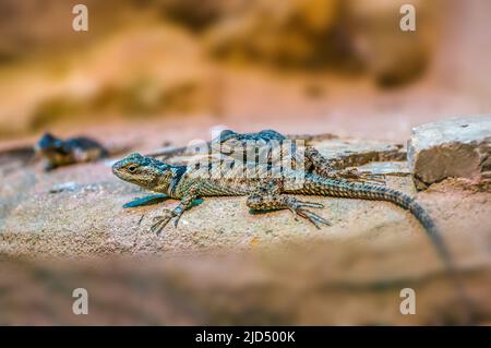 Zwei Eidechsen sitzen auf einem Felsen Stockfoto