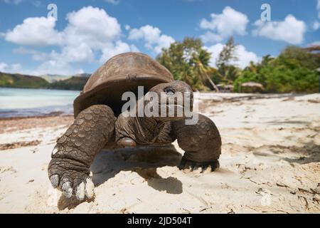 Aldabra Riesenschildkröte am Sandstrand. Nahaufnahme der Schildkröte auf den Seychellen. Stockfoto