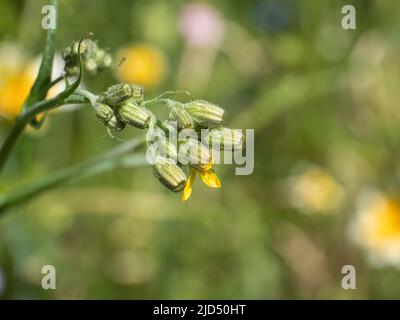 Nahaufnahme oder Makroaufnahme der noch geschlossenen Knospen der gelben Sonnenrose mit dem lateinischen Namen Helianthemum nummularium Stockfoto