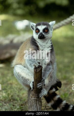 Ring Tailed Lemur Im Zoo Stockfoto