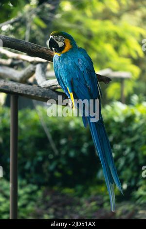 Blauer Und Gelber Ara Im Zoo Stockfoto