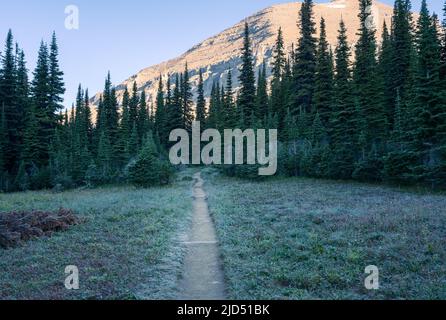 Die Morgensonne leuchtet auf einem Gipfel, während die Wiesen noch im Schatten liegen. Kalter, sonniger Morgen im Glacier National Park, Montana. Wandern auf dem Siyeh Pass Trail Stockfoto