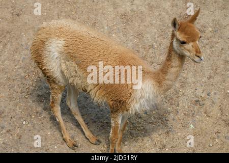 Blick auf ein wunderschönes Guanaco stehen und beobachten Stockfoto