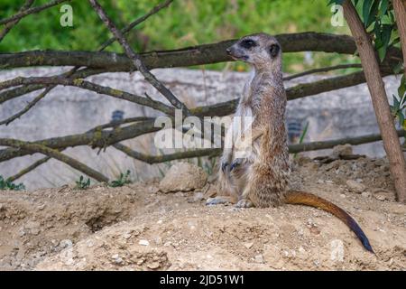 Blick auf einen einzelnen Erdmännchen, der auf seinen Füßen steht und schaut Stockfoto