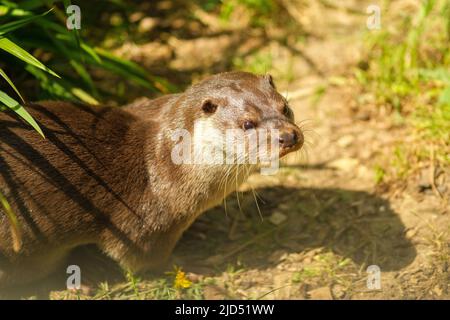 Nahaufnahme eines Otters, der neugierig ist Stockfoto