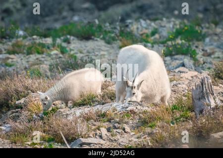 Weibliche und Baby-Bergziege, Oreamnos americanus, füttert auf den Hügeln des felsigen Berges im Glacier National Park, Montana, USA. Wildes Tier in seiner Stockfoto