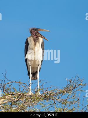 Marabou Storch (Leptoptilos crumeniferus) thront auf einem Baumkronenbaum Stockfoto