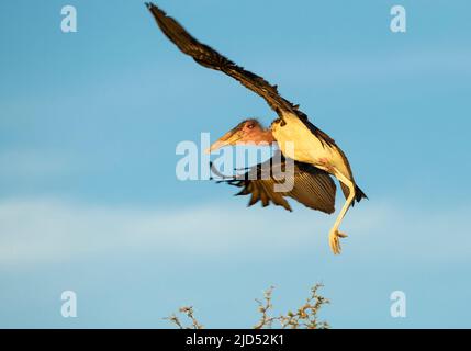 Marabou Storch (Leptoptilos crumeniferus) landet auf der Baumspitze Stockfoto