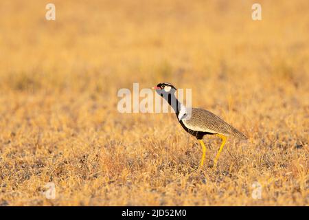 Nördlicher schwarzer Korhaan (Afrotis afraoides), männlicher Ruf Stockfoto