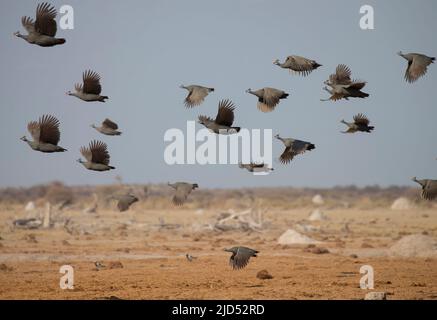 Behelmte Guineafowl (Numida meleagris) strömen im Flug Stockfoto