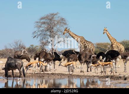Afrikanischer Strauß (Struthio camelus) beim Trinken am Wasserloch mit Giraffe im Hintergrund Stockfoto