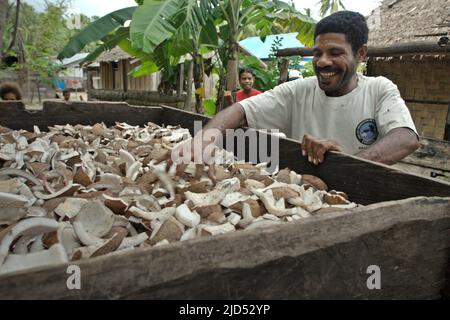 Derek Wawiyai, ein Dorfbewohner, trocknet Kokosnüsse in der Sonne für die Kopra-Produktion in Friwen, einer winzigen Insel in Waigeo Selatan (Süd-Waigeo), Raja Ampat, West-Papua, Indonesien. Stockfoto