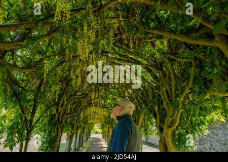 Haddington, East Lothian, Schottland, Großbritannien, 18.. Juni 2022. UK Wetter: Sonnenschein auf der Pleached Laburnum Allee. Der Laburnum-Bogen ist schließlich in voller Blüte im von Mauern umgebenen St. Mary's Pleasance Garten, der vom Haddington Garden Trust aus den Überresten eines formellen Gartens aus dem 17.. Jahrhundert erschaffen wurde Stockfoto