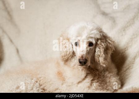 Ein großer Hund, ein königlicher Pudel, liegt stolz auf der Couch Stockfoto