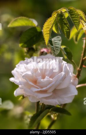 Nahaufnahme der Rose Rosa 'Belle Isis' in einem Garten im Sommer Stockfoto