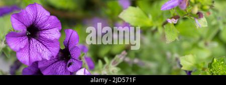 Rosa Petunias, zarte Blüten in einem Blumenbett. Anbau von Blumen. Enge Schärfentiefe, Fokus auf die Blütenblätter links. Breitbild, Platz für Text Stockfoto