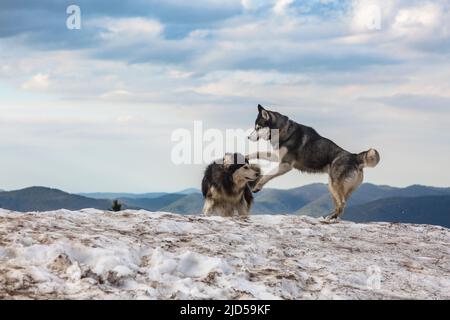 Zwei Hunde laufen und spielen im Frühlingsschnee in den Bergen, Junge sibirische Husky Stockfoto