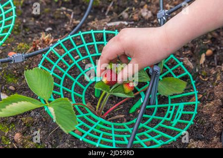 Nahaufnahme der Hand von Kindern, die im Garten Erdbeeren aus dem Busch pflücken. Schweden. Stockfoto