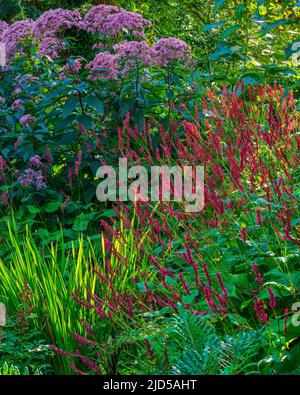 Persicsria amplexicaulis und Eupatorium in Jubilee Wood in Aberglasney Gardens Stockfoto